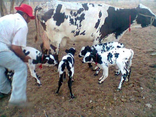 Vaca dá à luz bezerros quadrigêmeos em Pernanbuco; fenômeno é ... - Diário do Sertão (liberação de imprensa) (Blogue)