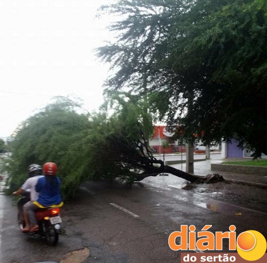 A árvore caiu no Centro da cidade e as galhas ficaram no meio da rua