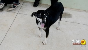 Cheiroso é o cão celebridade de Bom Jesus