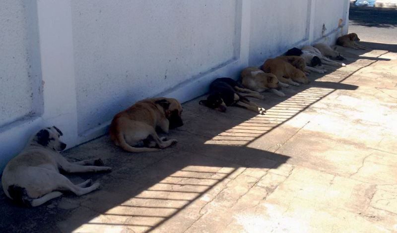 Cães abandonados nas ruas da cidade de Patos (foto: Patos Online)