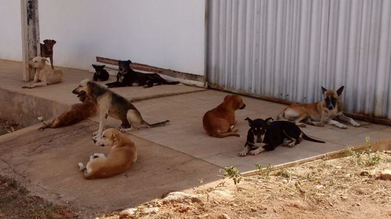 Cães abandonados nas ruas da cidade de Patos (foto: Patos Online)