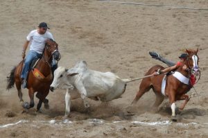 Vaqueiros derrubam boi em vaquejada