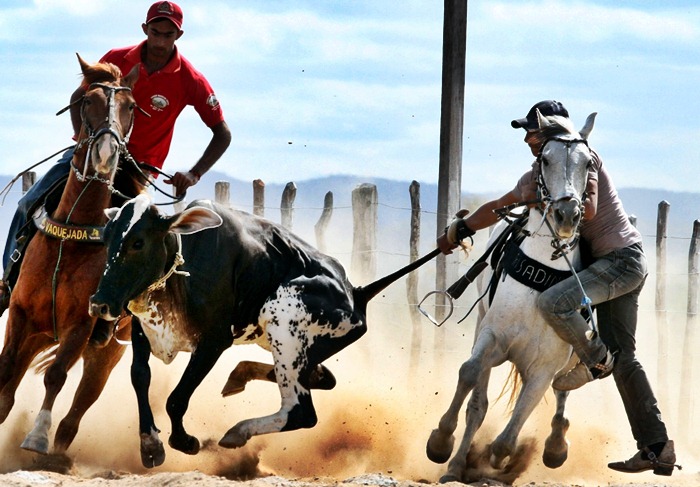 A vaquejada passa a ser considerada uma prática ilegal (foto: Francisco França)