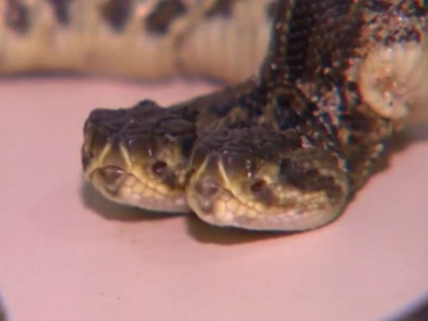 Cobra está isolada no serpentário do Zoológico de Cascavel (Foto: Reprodução / RPC) 