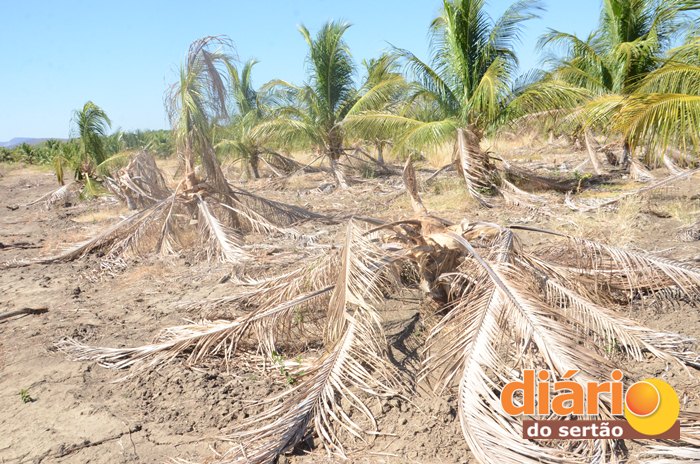 Seca destruiu milhares de coqueiros nas Várzeas de Sousa (foto: Charley Garrido)