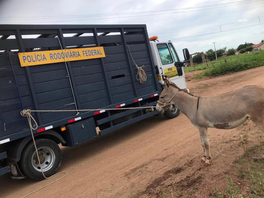 PRF e Prefeitura de Carpina recolhem 13 cavalos em rodovias do